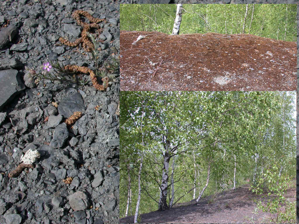 Arriva con il caldo...   QUIZ